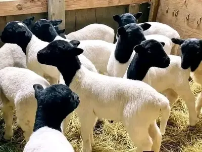 SHEEPS 