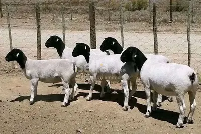 DORPER SHEEPS 