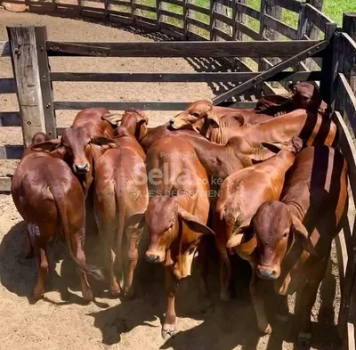 SAHIWAL COWS 