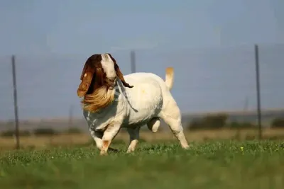 BOER GOAT'S 