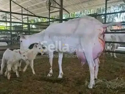 SAANEN DAIRY GOATS 