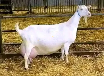 Dairy goats 