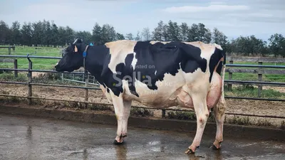 Dairy farming 