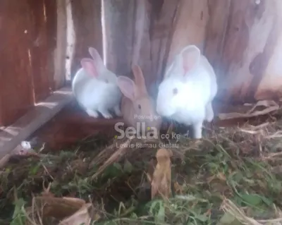 Rabbits 