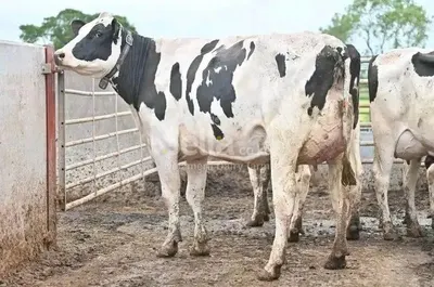 Pedigree incalf freshian 