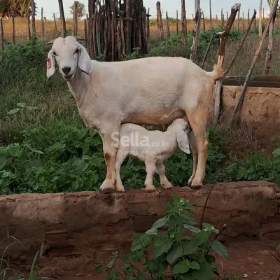 Healthy 5-Month-Old Galla Goats for Sale – Male & Female