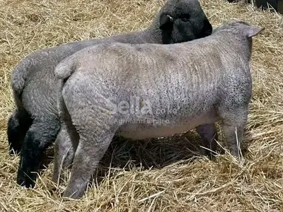 sheeps 