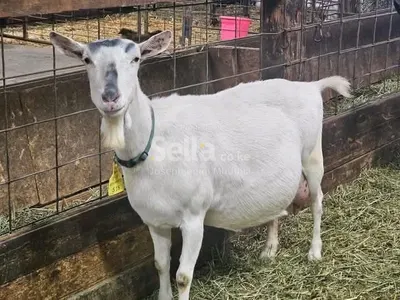SANNEN DAIRY GOATS 