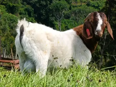 BOER GOATS 