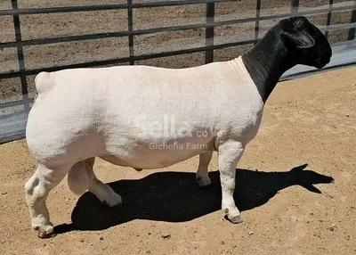 Dorper 