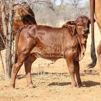 Boran breeds 