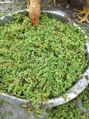 Azolla Seeds 