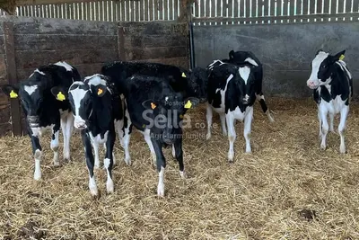 Calves 