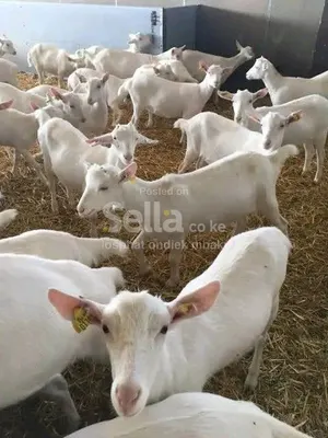 Goats for sale call/Whatsapp 0788721960