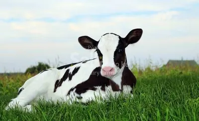Dairy farming 