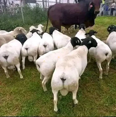 DORPER RAM
