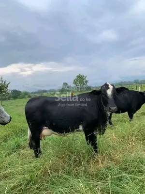 Girolando 