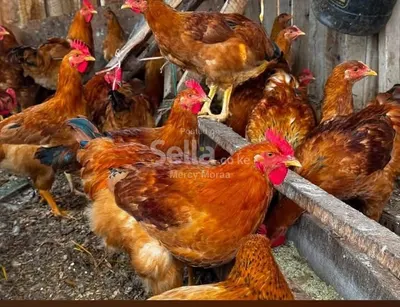 Kalro farm improved kienyeji 
