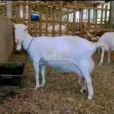 SAANEN DAIRY GOATS  5 MONTHS @5,500=/ 7 MONTHS @9,000=/ MATURED FEMALE @15,000=/ MATURED MALE @15,500=/ READY TO SERVE @18,000=/ 