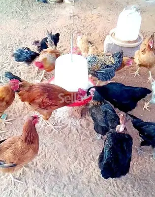 Kalro farm chicken 