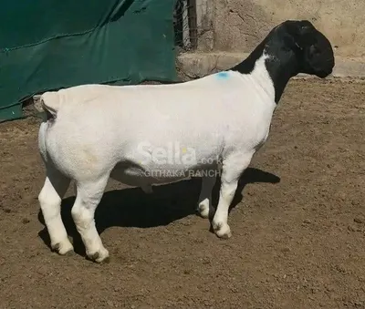 DOPA SHEEP 