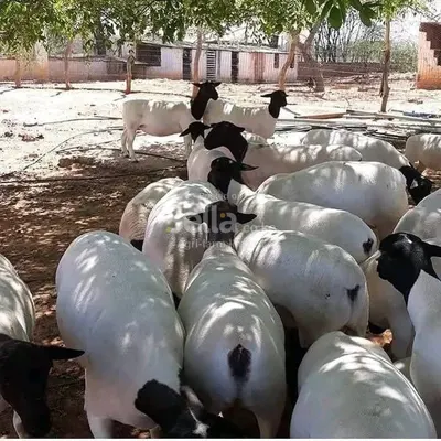 DORPER SHEEPS 