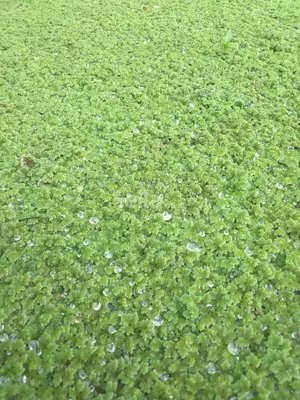Azolla farming 