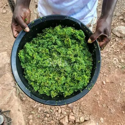 Azolla Seeds 