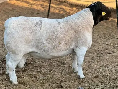 DORPER SHEEP
