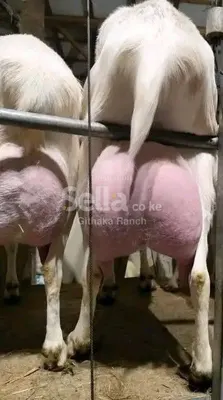 Saanen goat. Call&whatsapp 0757782377