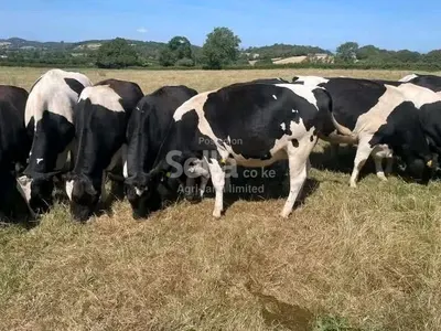 Freshian Holstein heifers 
