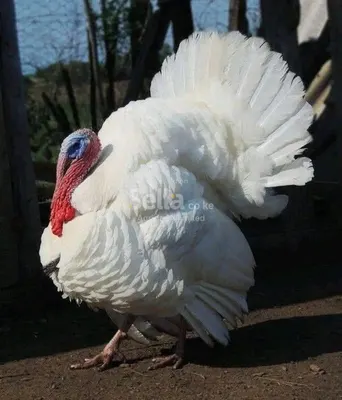 Turkey 
