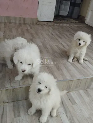 Puppies  availlable