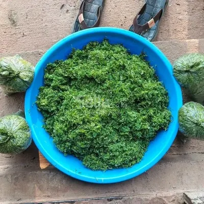 Azolla Seeds 