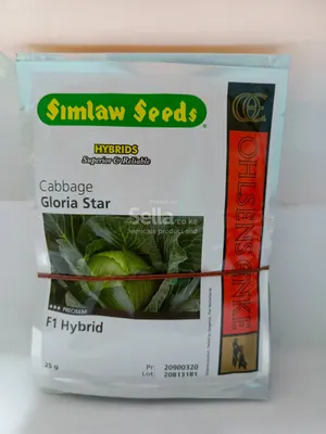 Gloria star f1 10g cabbage seeds 