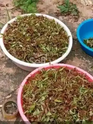 Miraa and mugukas