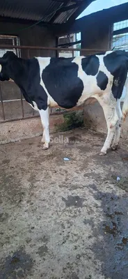 Freshian Holstein heifers 