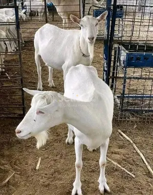 Saanen goat on sale
