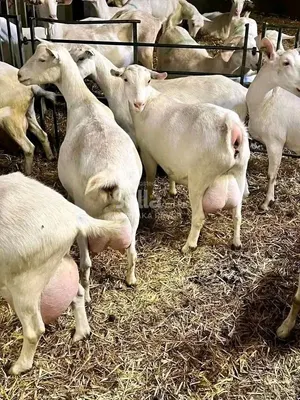 SAANEN DAIRY GOATS 