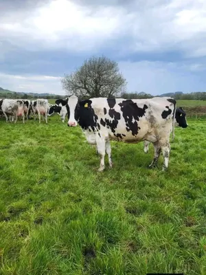 FRESHIAN COW