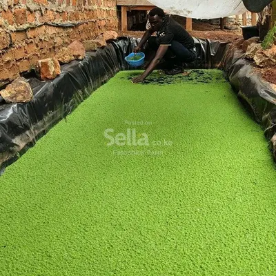 Azolla Seeds 