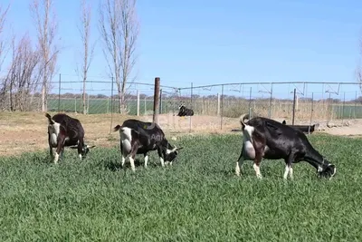Dairy goats 