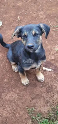 German shepherd  dog for sale