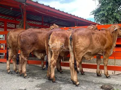 Boran cattle 