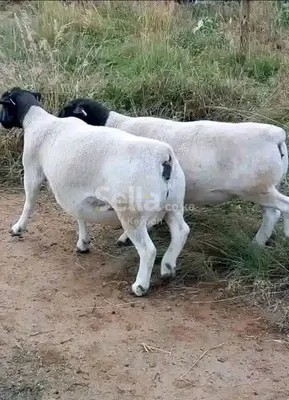 SOUTH AFRICA BLACKHEAD DOPER SHEEPS MATURE ksh 10,000/=