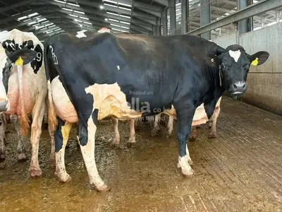 Freshian Holstein 