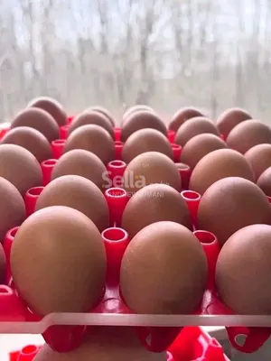 Kalro farm eggs
