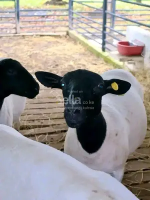 Dopper sheep 