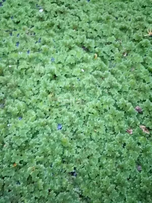 Azolla  Seeds 