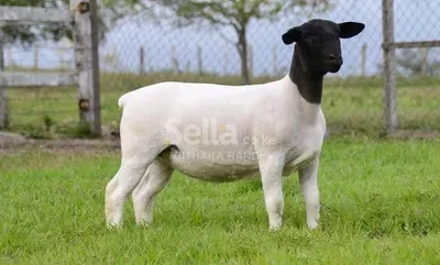 DOPA SHEEP 